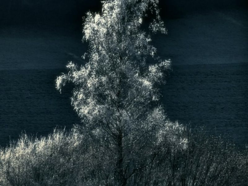tanne.hdr 1053x1400.262.5k